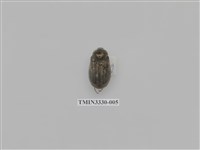 藏品(黑金龜屬)的圖片
